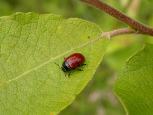 Gonioctema viminalis
