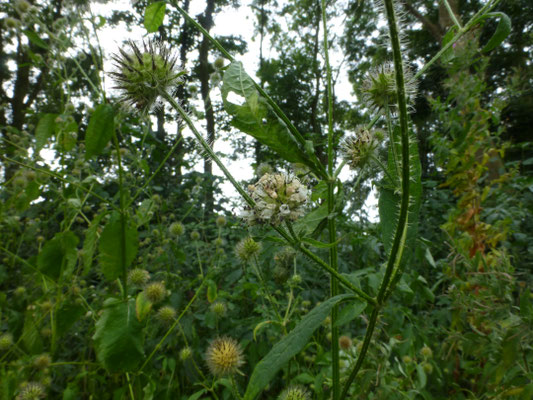 Dipsacus pilosus - Kleine kaardebol