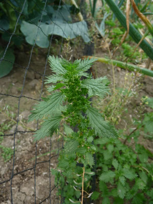 Urtica urens - Kleine brandnetel