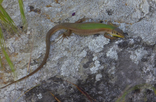 Karsthagedis (Podarcis melisellensis)