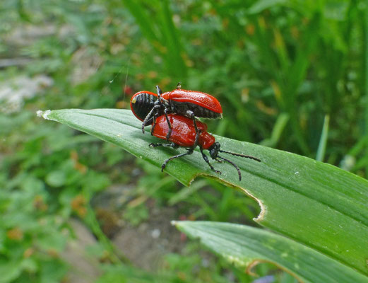 Leptinotarsa decemlineata - Coloradokever