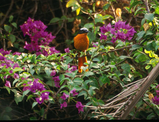 White-crowned Robin-Chat