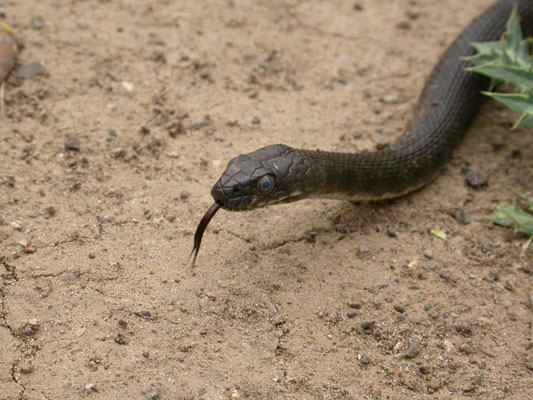 dobbelsteenslang (Natrix tesselata)