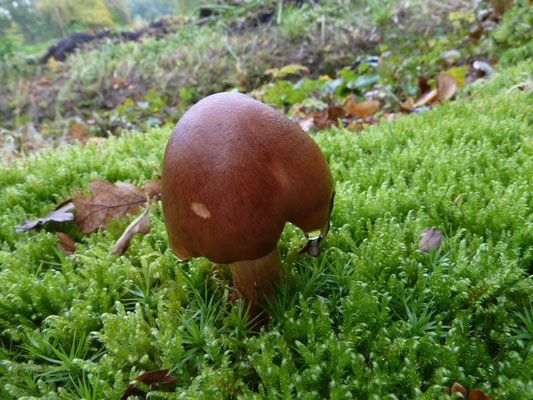 Tricholoma ustale - Beukenridderzwam