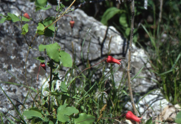 Clematis texensis - Scarlet Climatitis