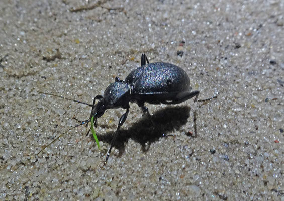 Cychrus caraboides - Lederslakkenloopkever