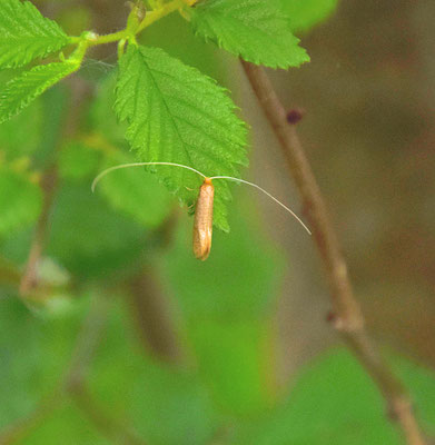 Nematopogon swammerdamella - Bleke langsprietmot