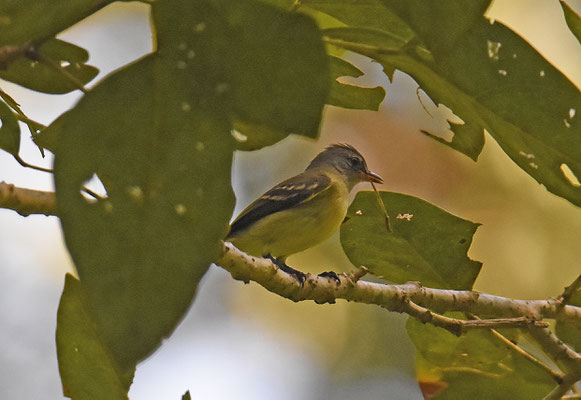 Large-headed Flattbill