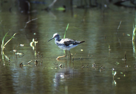 Lesser Yellowlegs