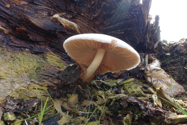 Volvariella bombycina - Zijdeachtige beurszwam