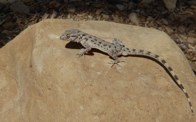 Cyrtopodium scabrum