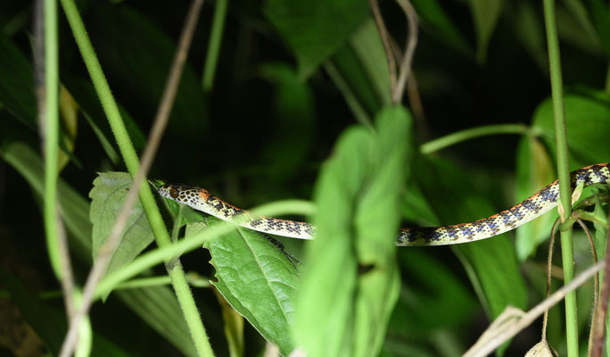 Siphlophis cervinus - Gevlekte Roodrugliaanslang