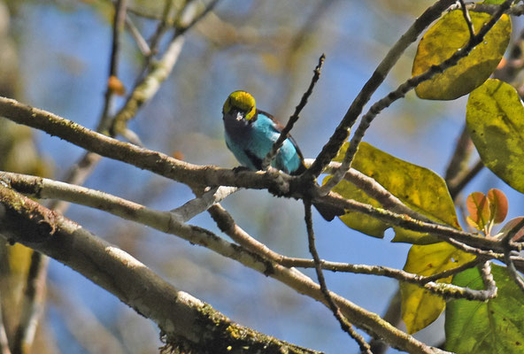 Paradise Tanager