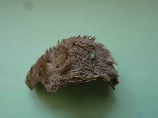 Echinocardium cordatum - Hartegel (Zeeklit)