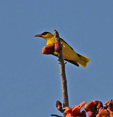 Oriolus auratus - African Golden-Oriole
