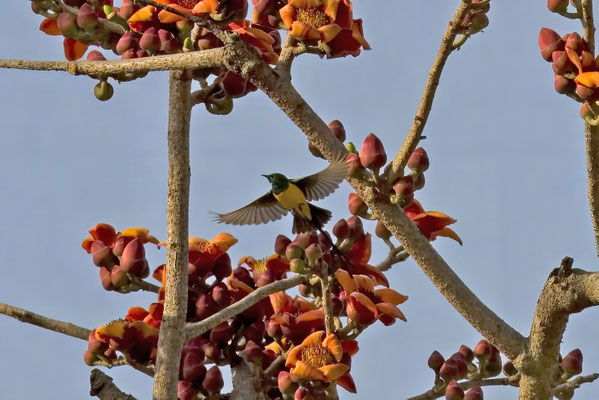 Anthreptes platurus - Pygmy Sunbird