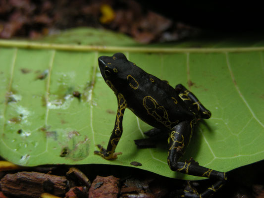 Atelopus hoogmoedi - Hoogmoed's Harlequin Toad