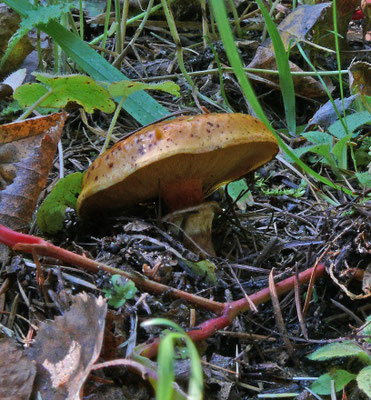 Suillus cavipes - Holsteelboleet
