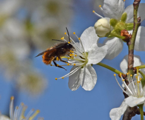 Osmia cornuta - Gehoornde metselbij