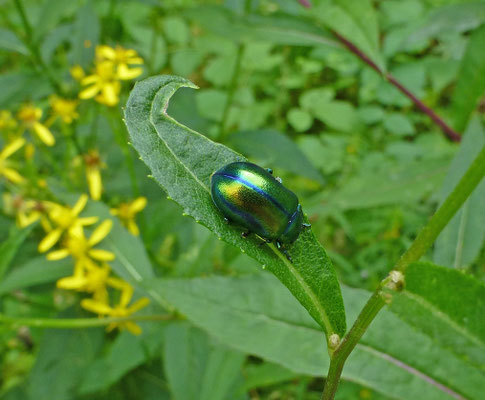 Oreina alpestris