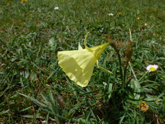 Narcissus bulbocodium