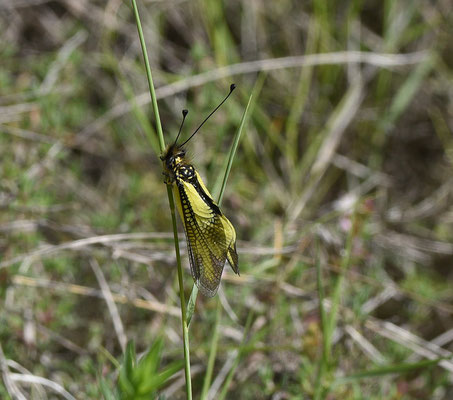 Libelloides cunii