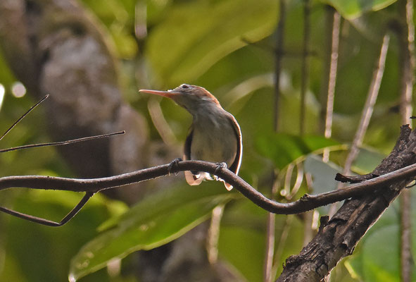 Long-billed Gnatwren
