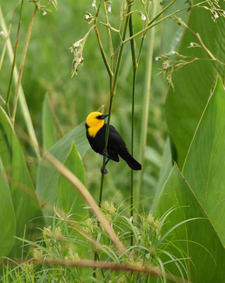 Yellow-hooded Blackbird. male