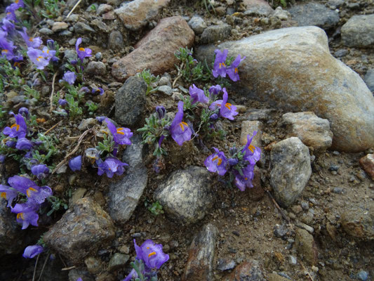 Linaria alpina - Alpen-vlasleeuwenbek