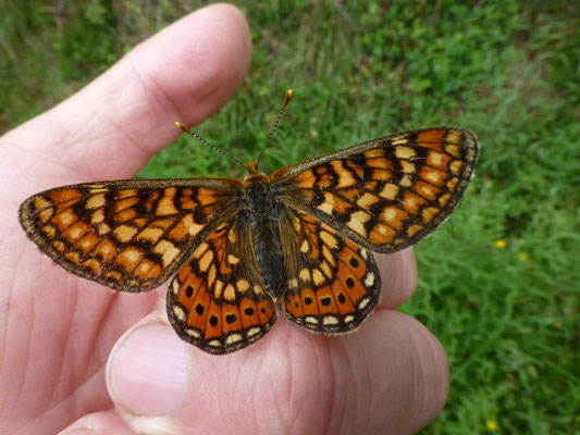 Euphydryas aurinia