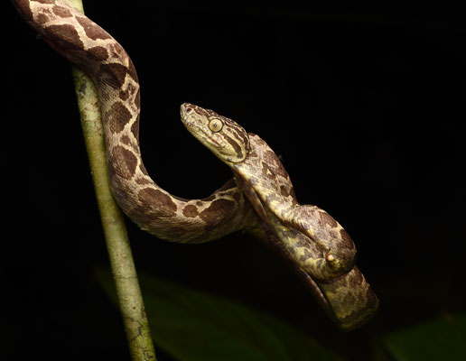 Corallus hortulanus hortulanus - Slanke Boomboa