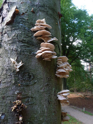 Pleurotus pulmonarius - Bleke oesterzwam