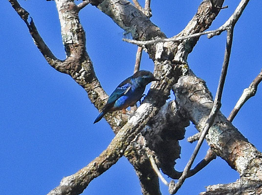 Opal-rumped Tanager