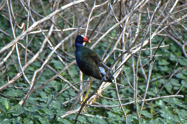 Purple Gallinule