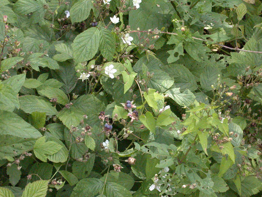 Rubus caesius - Dauwbraam