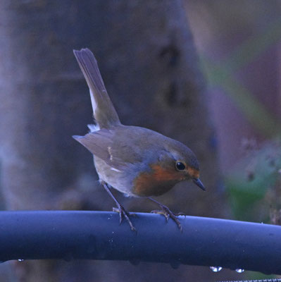 Roodborst