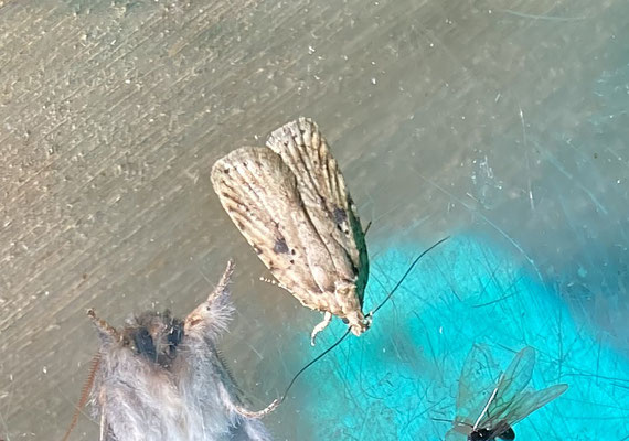 Agonopterix arenella - Bleke kaartmot