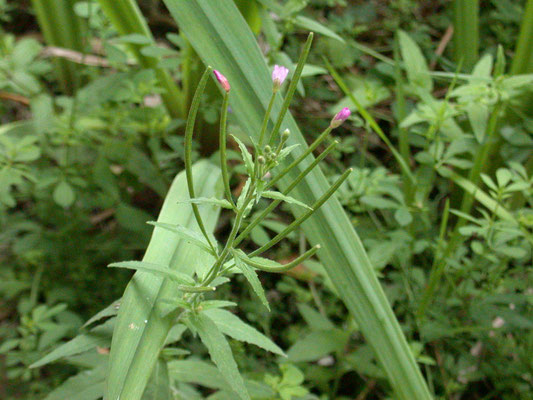Epilobium montanum - Bergbasterdwederik