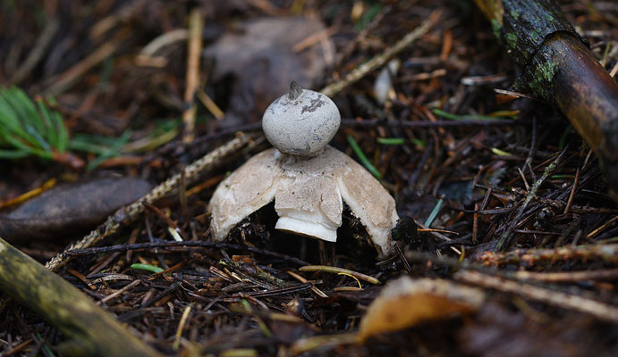 Geastrum pectinatum-Grote aardster