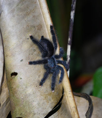 Avicularia avicularia