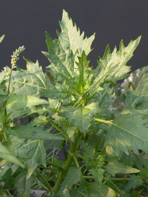 Chenopodium ficifolium - Stippelganzenvoet