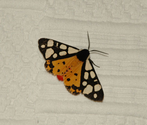 roomvlek (Arctia villica)