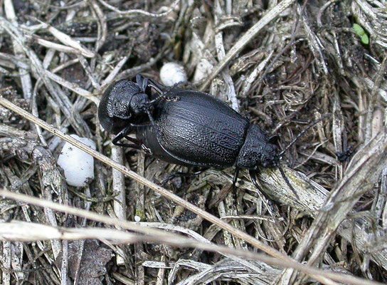 Galeruca tanaceti -Wormzaadhaantje
