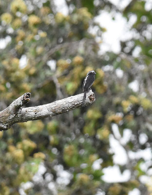 Long-tailed Tyrant