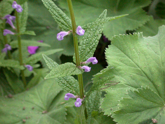 Scutellaria galericulata - Blauw glidkruid