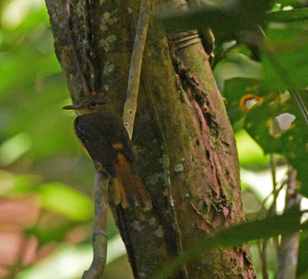 Royal Flycatcher