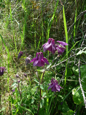 Aquilegia vulgaris -Wilde akelei