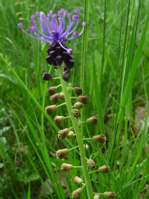 Muscari comosum - Kuifhyacinth