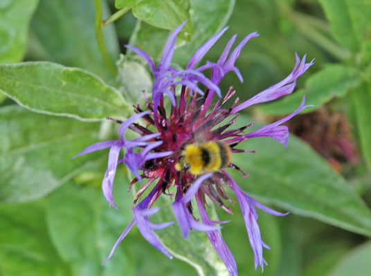 Bombus pratorum - Weidehommel
