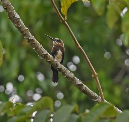 Brown Jacamar